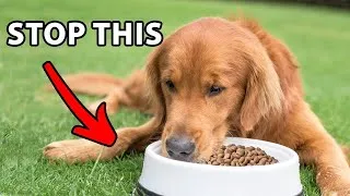 Thumbnail: Stop Feeding Your Golden Retriever In A Food Bowl