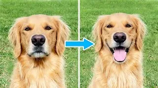 Thumbnail: The Secret Behind Why Golden Retrievers 'Smile' So Much!