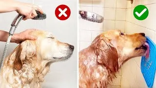 Thumbnail: 10 Life Hacks for Golden Retriever Owners