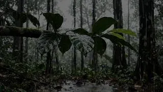 Thumbnail: Fall Asleep INSTANTLY with Relaxing Rain in the Forest 🌧️ Deep Sleep, Calm Your Mind, Stress Relief