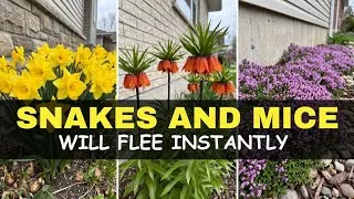Thumbnail: Snakes and Mice HATE These 9 Plants (Put Them Near Your Foundation NOW)