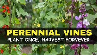 Thumbnail: 12 Perennial Vegetables That Grow Like Vines - Plant Once, Harvest Forever