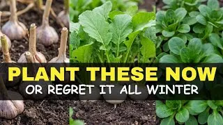 Thumbnail: 12 Crops You'll DEEPLY Regret Not Planting in September (Do It NOW)