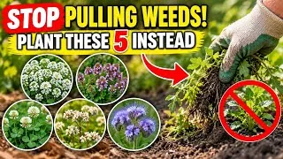Thumbnail: 5 Living Mulch Plants That Kill Weeds Forever! (Never Weed Again)