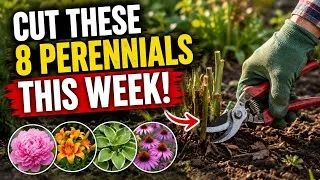 Thumbnail: 8 Perennials You MUST Cut to the Ground First Week Of September (To Stop Pests & Disease)