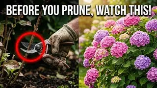 Thumbnail: END OF AUGUST: DON'T PRUNE THIS 5 PLANTS OR YOU'LL DEEPLY REGRET IT IN SPRING!