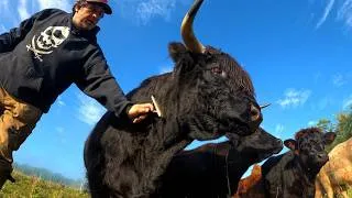 Thumbnail: Why Is Beef So Expensive? (It’s Not The Cattle)
