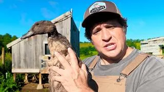 Thumbnail: The Oldest Duck on My Farm