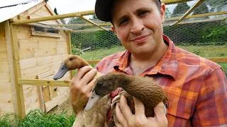 Thumbnail: A Farmer's Strange Attempt to Create a New Breed of Duck