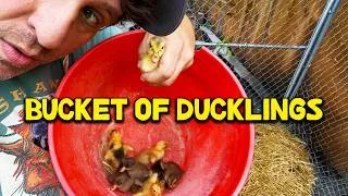 Thumbnail: These Ducklings Showed Up Out of NOWHERE