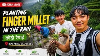 Thumbnail: 🌾Traditional Finger Millet (Kodo) Planting in Nepal | Rainy Day Village Farming||Gomja Vligs