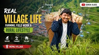 Thumbnail: Simple Village Lifestyle and Field Work | Gomja Vlogs