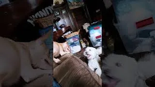 Thumbnail: Rollie and Dolly 9.25.25: Playtime!
