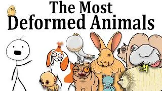 Thumbnail: The Most Deformed Animals Humans Have Made