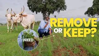 Thumbnail: How to Control Weeds Naturally in Ragi Farming | Complete Guide