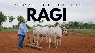 Thumbnail: The Complete Guide to Growing Ragi (Step-by-Step)
