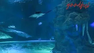 Thumbnail: Relaxing Sounds of the Ocean | Goodful