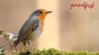 Thumbnail: Peaceful Birdwatching Vibes | Goodful