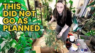 Thumbnail: Moss Poles, A New Pingdom & One Total Disaster 🪴 2 Days Of Chores