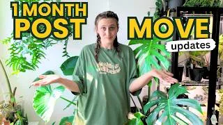 Thumbnail: How My Plant Collection Is Settling In 🪴 1 Month Update