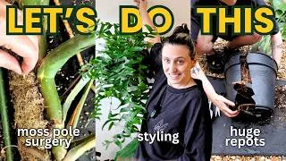 Thumbnail: 2 Days Of BIG Plant Tasks (Repots, Styling & More)