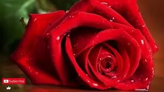 Thumbnail: Dulce Pontes & Ennio Morricone - Your Love / 1 hour music