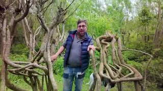 Thumbnail: Furniture Orchard Grows Chairs on the Trees in UK First