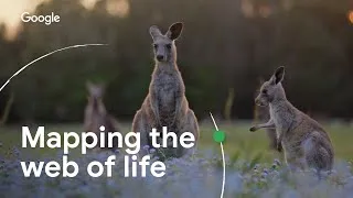 Thumbnail: Mapping the Web of Life | Google’s AI for Biodiversity