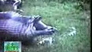 Thumbnail: alligator pukes a hippo(?)