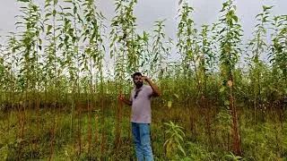Thumbnail: লাল পাট ও সবুজ পাটের মধ্যে পার্থক্য || Goriberagrobd 