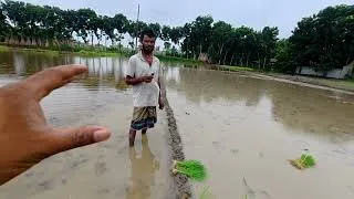 Thumbnail: পাট কাটা শেষ হতে না হতেই ধান লাগানোর কাজ শুরু || @Goriberagrobd