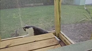 Thumbnail: The squirrels are teasing my cat in the catio.