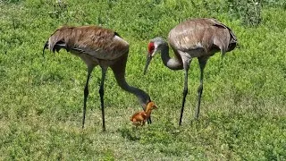 Thumbnail: Baby Sandhill Crane at celery fields park.