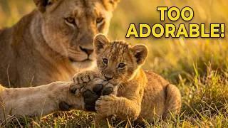 Thumbnail: Adorable Lion Cubs Wrestling with Mom Is Pure Magic! 🦁