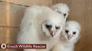 Thumbnail: Our Wildlife Visitors