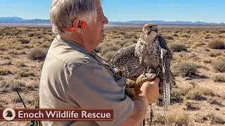 Thumbnail: Out With Piper the Prairie Falcon