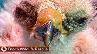 Thumbnail: Eggs to Release | Swainson's Hawks