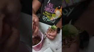 Thumbnail: Unboxing My First Alocasia Dragon Scale Albo Tissue Culture 🌿 | Acclimation & Setup