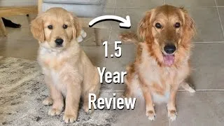 Thumbnail: Was Getting a Golden Retriever Worth it?