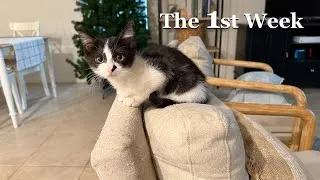 Thumbnail: New Cat in the House