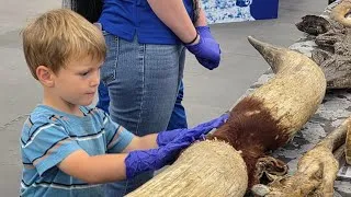 Thumbnail: Kentucky State Fair 2026 | Giant Pumpkins, Prancing Horses, and Dinosaur Hands