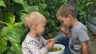 Thumbnail: A Slow Summer Vlog  | Garden Harvest, Pickles from Scratch, and Evenings on the Lake 