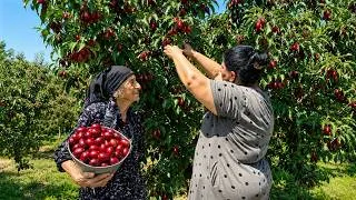 Thumbnail: Fresh Cornelian Cherry Harvest – Grandma Cooked Traditional Delicious Jam