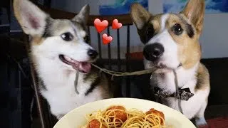 Thumbnail: Real Life Romantic PUPPY Date from Lady and the Tramp