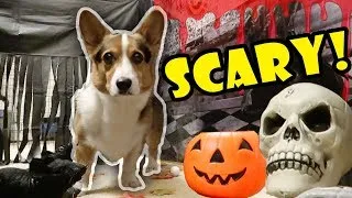 Thumbnail: Corgis Haunted Halloween Tunnel