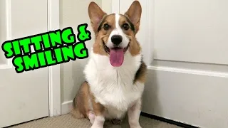 Thumbnail: CORGI DOG SITTING & SMILING: Instant Mood Booster