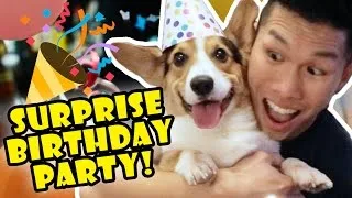 Thumbnail: Corgis Priceless Reaction to His SURPRISE DOG BIRTHDAY PARTY!