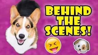 Thumbnail: CORGI Calendar Shoot -- GO BEHIND THE SCENES!