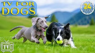 Thumbnail: Dog TV: Ultimate Anti-Anxiety Music & Relaxing Videos for Dogs Home Alone