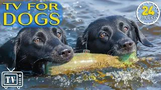 Thumbnail: All Day Dog TV: Stress Relief Videos for Dogs Left Alone - Calming Dog Music